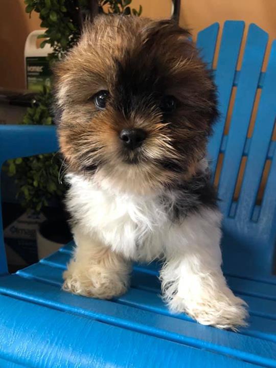 Top Of The Ridge Kennel Kendall, WI