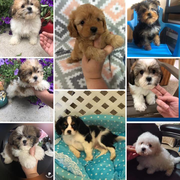 Top Of The Ridge Kennel Kendall, WI