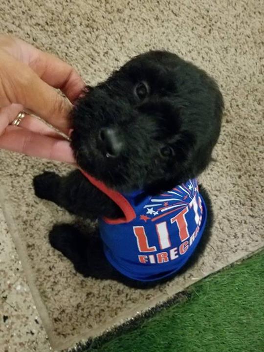 Top Of The Ridge Kennel Kendall, WI