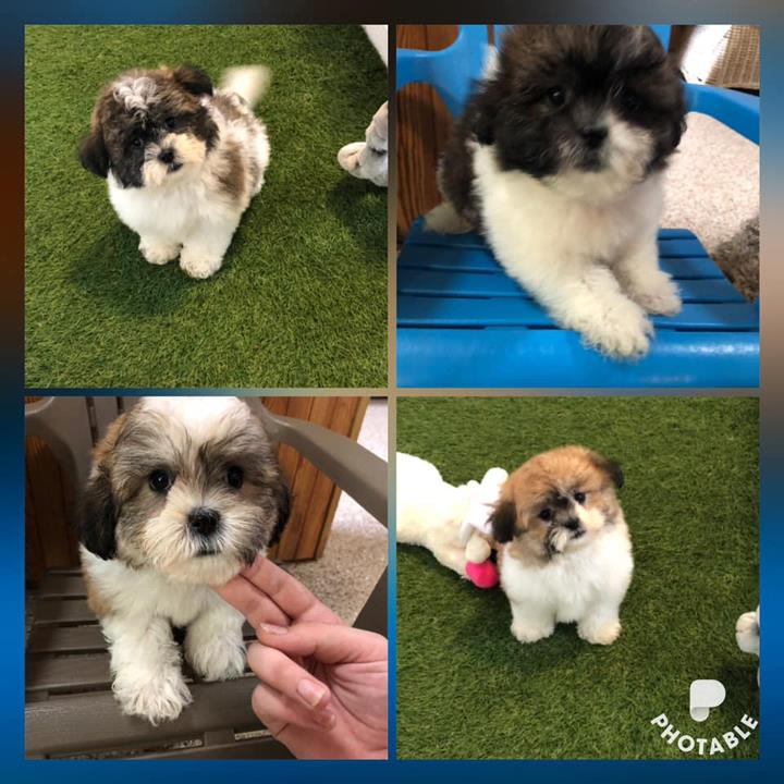 Top Of The Ridge Kennel Kendall, WI