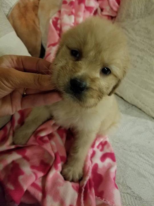 Top Of The Ridge Kennel Kendall, WI