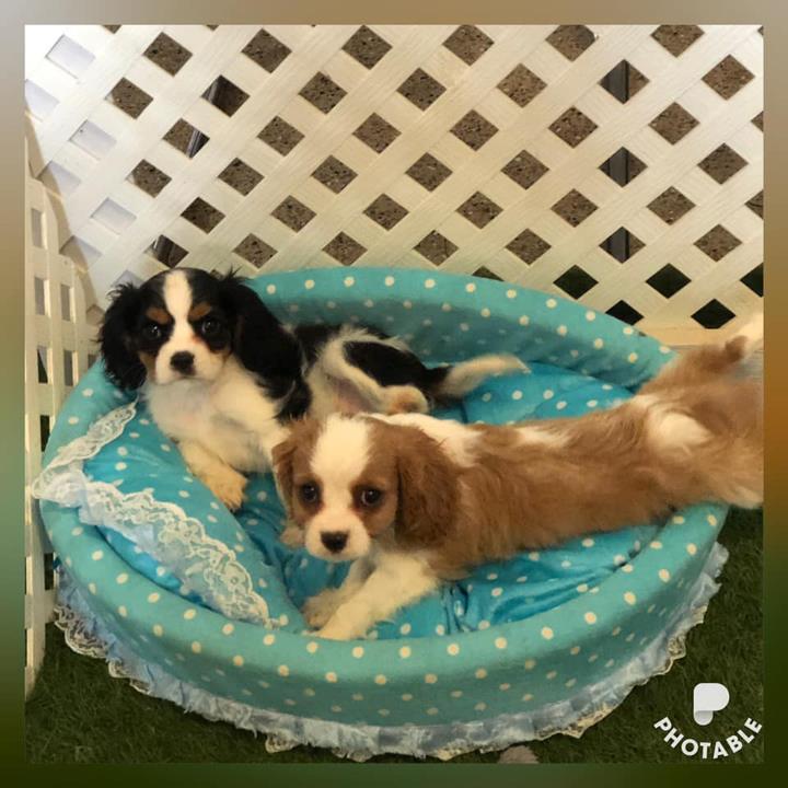 Top Of The Ridge Kennel Kendall, WI