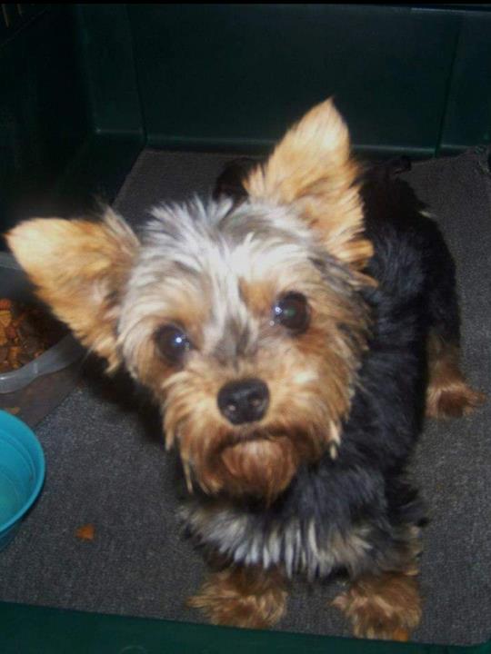 Top Of The Ridge Kennel Kendall, WI