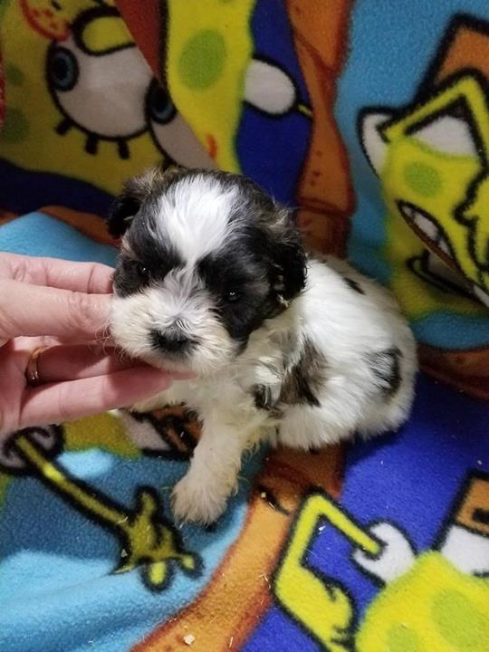 Top Of The Ridge Kennel Kendall, WI